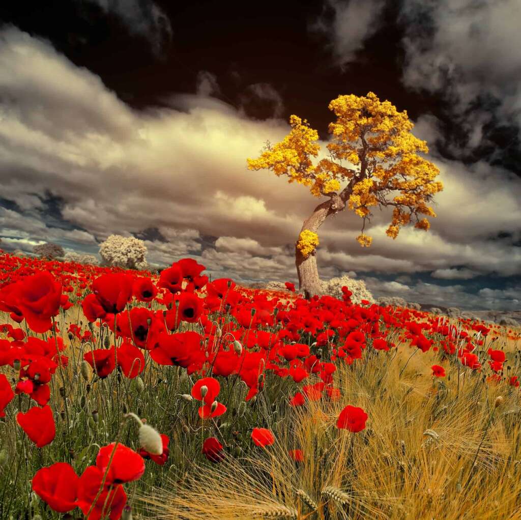 Learn How To Shoot Infrared Landscape Photography - Photography Tips