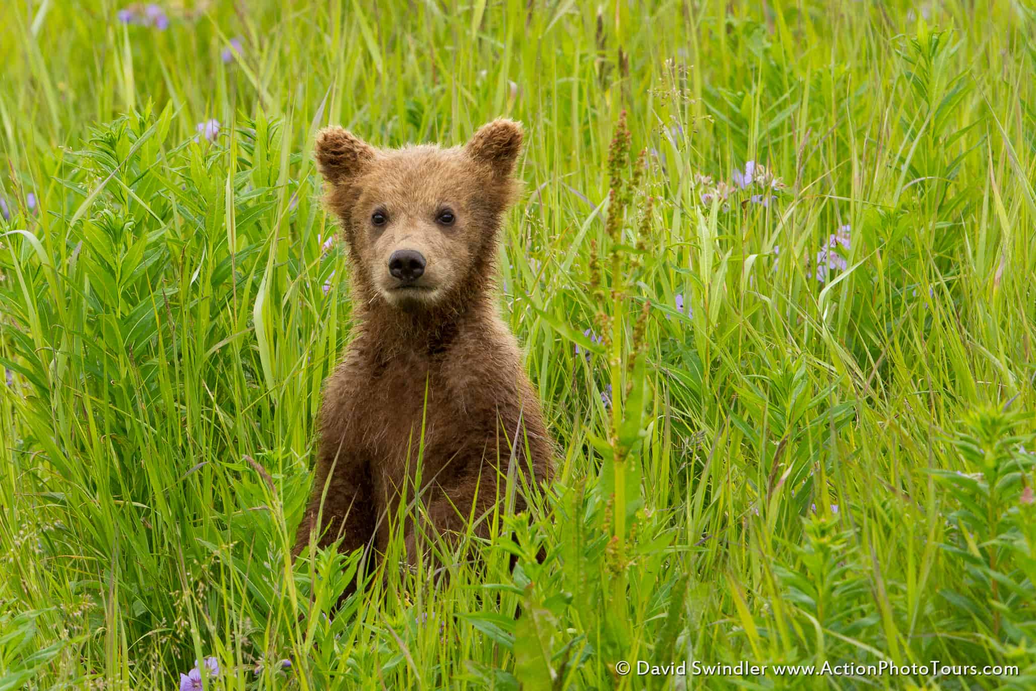 8 Essential Bear Photography Tips - Photography Tips